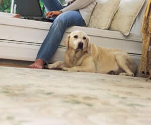 Carpet cleaning for people with pets